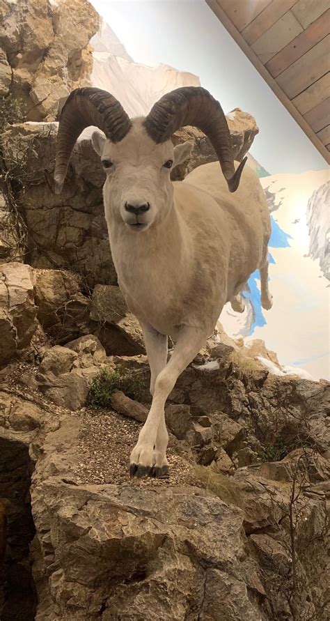 Dall Sheep Mount, Mounted Dall Sheep Taxidermy