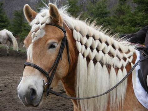 13 Smartest Horse Mane Braiding Ideas – HairstyleCamp