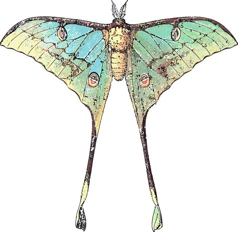 Actias selene by Borboleta.org Butterfly Illustration, Illustration Art ...