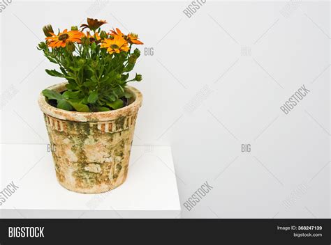 African Daisies Image & Photo (Free Trial) | Bigstock