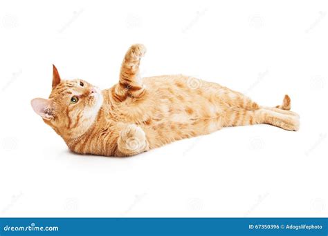 Playful Tabby Cat Laying On Back Stock Photo - Image: 67350396