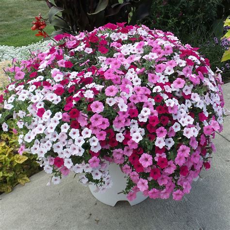 SUPERTUNIA VISTA® Silverberry Petunia - Garden Crossings