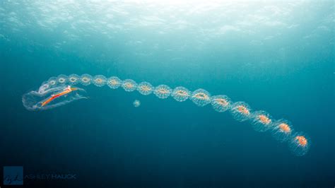 Salps: Cyclosalpa affinis