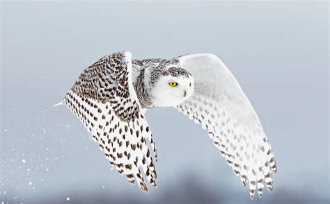 Snowy Owl Flying