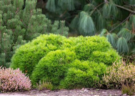 Dwarf Evergreen Shrubs