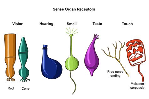 Sense organ receptors are groups of cells detecting change