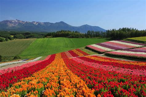 10 Reasons You Should Travel to Hokkaido - The True Japan