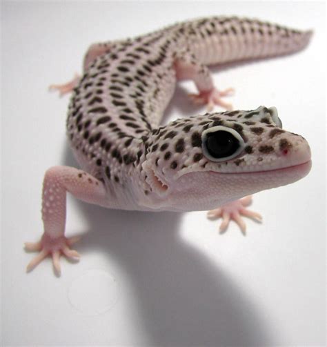 Mack Snow Leopard Gecko Baby