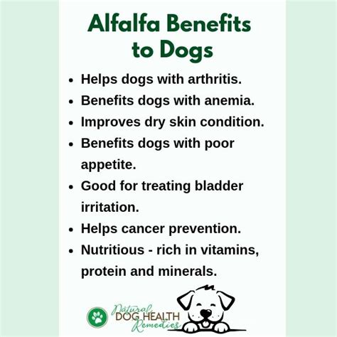 Alfalfa Benefits for Dogs | Uses and Dosage