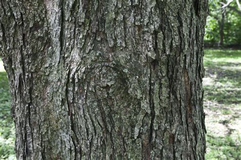 Red Maple Bark | ClipPix ETC: Educational Photos for Students and Teachers