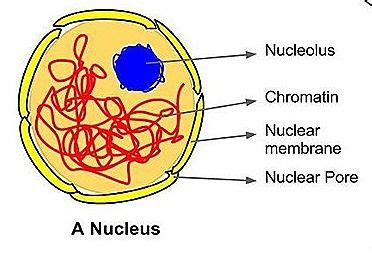 Nucleus - Structure and Functions | A-Level Biology Revision Notes | Nuclear membrane, Structure ...