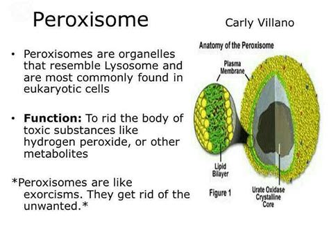 what is peroxisome - EduRev NEET Question