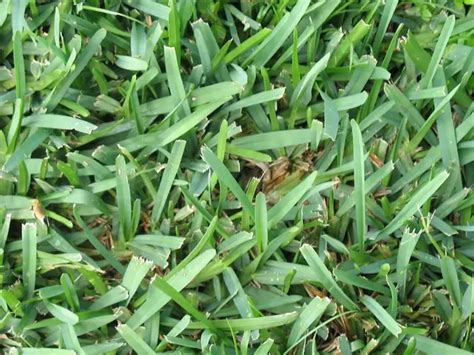 5 Common Weeds in Bermuda Grass – Workhabor | Workhabor