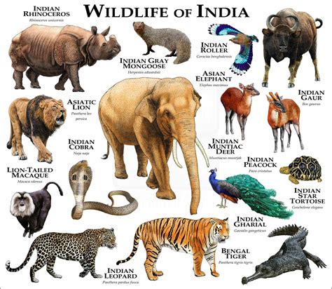 Wild India | 6b.u5ch.com