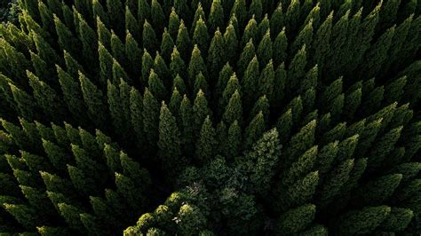 Evergreen Forest Wallpapers - Top Free Evergreen Forest Backgrounds ...