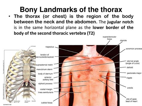 Surface Anatomy Of Thorax