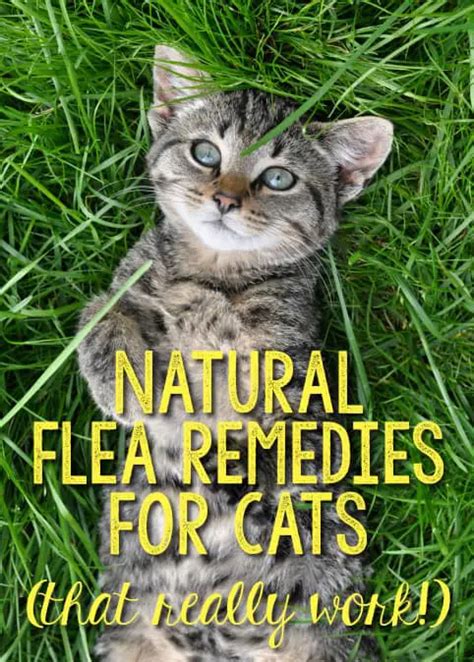 Natural Flea Remedies for Cats (That Really Work!) - The Catington Post