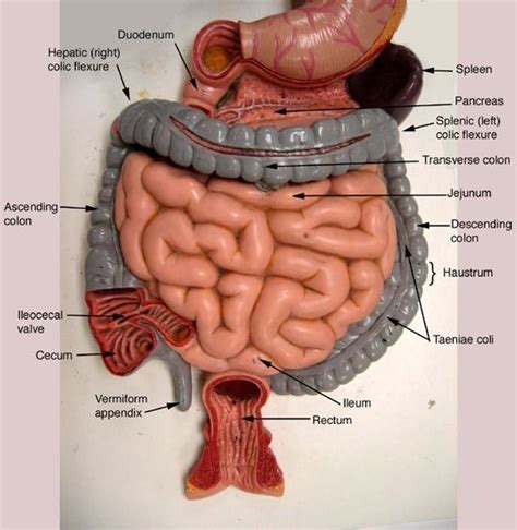 anatomy of digestive system for lab practical Diagram | Quizlet