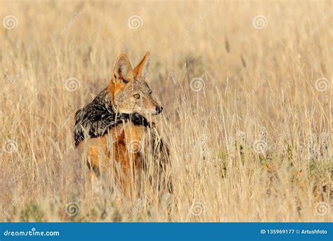 Black-backed Jackal Namibia, Africa Safari Wildlife Stock Image - Image of african, black: 135969177