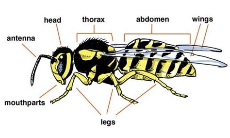 Creating a ‘Typical’ Insect • What Makes an Insect? • MyLearning