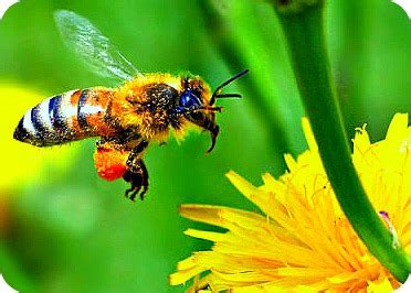 Pollination and the Honey Bee in Africa