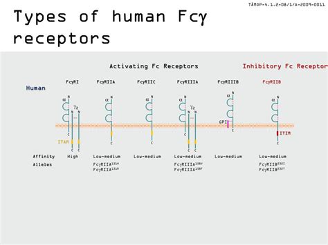 PPT - Fcg receptor signaling PowerPoint Presentation, free download - ID:1976568