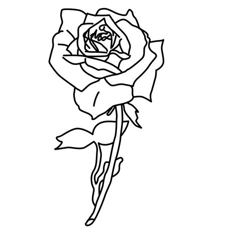 Rose Zeichnung - ClipArt Best