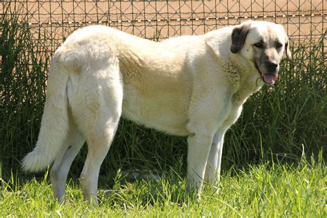 Anatolian Shepherd Dog: The Majestic Guardian of the Plains - All Big Dog Breeds