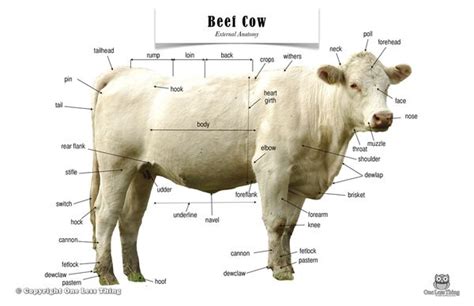 Beef Cow Anatomy, Poster | Homefires = Farm | Pinterest