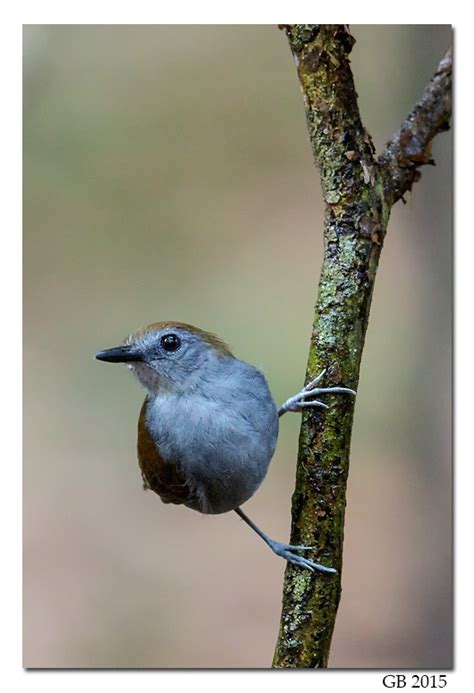 XINGU SCALE-BACKED ANTBIRD