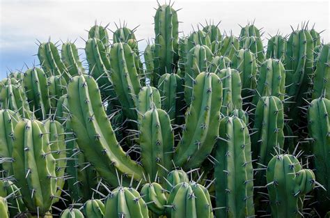 A candelabra shaped cactus of the genus Myrtillocactus Photograph by ...