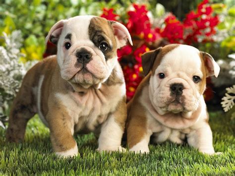 French Bulldog Puppies Wallpapers & Pics - Pets Cute and Docile