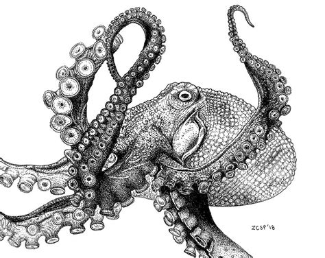 Giant Pacific Octopus - Enteroctopus dofleini Drawing by Zephyr Polk - Pixels