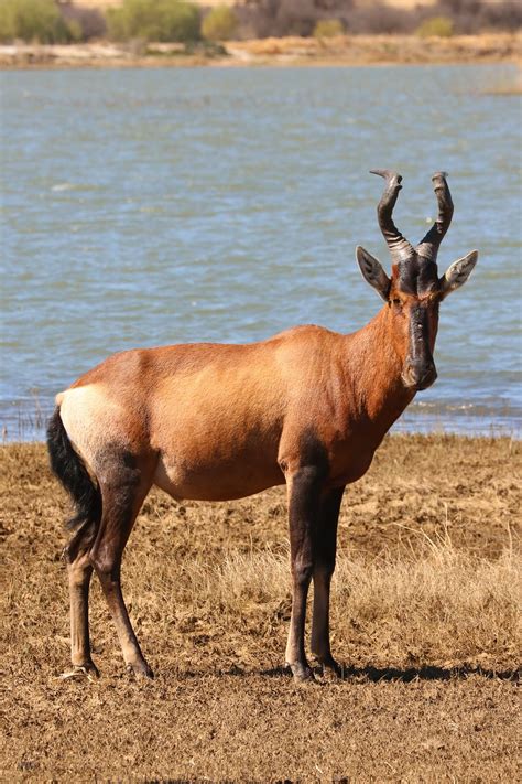 Red Hartebeest Antelope Africa - Free photo on Pixabay - Pixabay