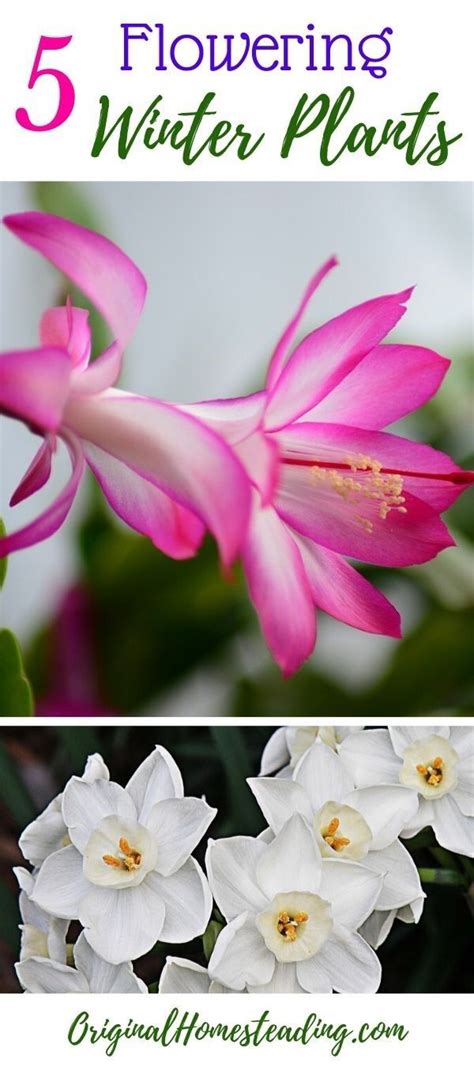 Indoor Flowering Plants for Winter that You will Love! | Indoor flowering plants, Planting ...