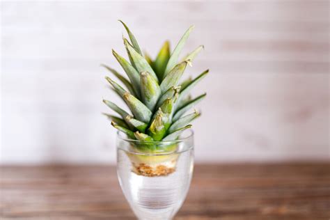 Propagating Pineapple: A Sweet Guide for Tropical Fruits - Minneopa ...