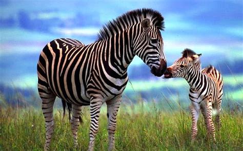 HD wallpaper: Animal-Zebra mother and foal streaky-grass pasture-Wallpaper-HD 3840×2400 ...