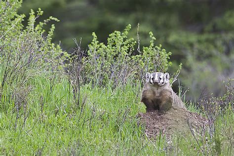 Flickriver: Photos from Badger, England, United Kingdom