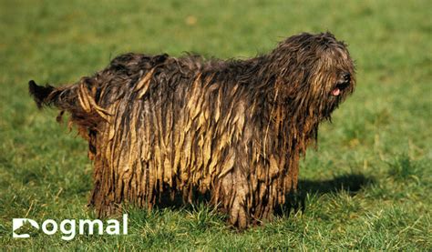 The Great Guide to the Top 14 Bergamasco Shepherd Dog Breeds