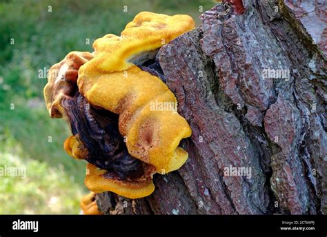 Yellow tree fungus hi-res stock photography and images - Alamy