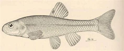 Bluntnose minnow - Facts, Diet, Habitat & Pictures on Animalia.bio