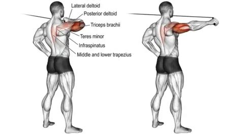 Rear Delt Cable Fly: How To Do, Muscles Worked, Tips