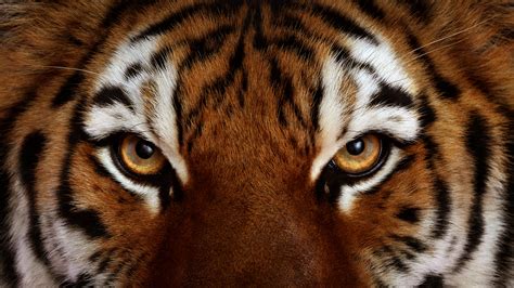 tiger, Tigers, Face, Eye, Eyes, Cat Wallpapers HD / Desktop and Mobile Backgrounds