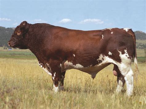 How to Identify Maine Anjou Cattle: 13 Steps - wikiHow