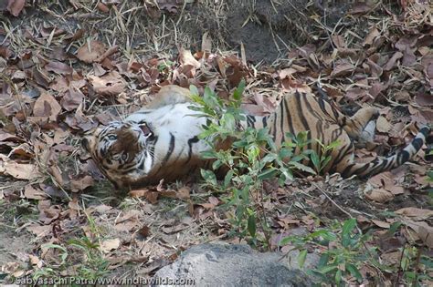 Mating Behaviour of Tigers