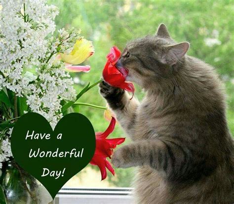 Have A Wonderful Day Pictures, Photos, and Images for Facebook, Tumblr, Pinterest, and Twitter