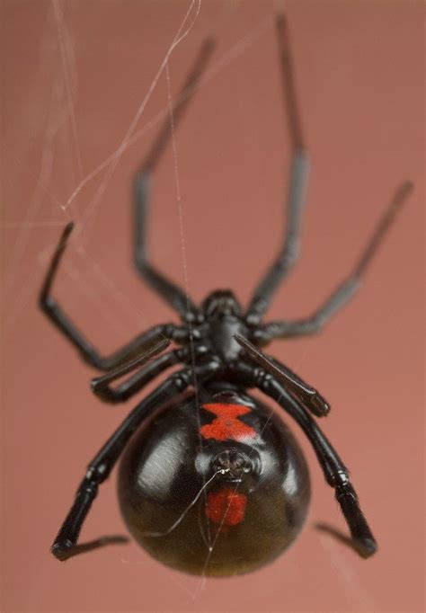 a black widow spider with red spots on its back legs and head, hanging ...