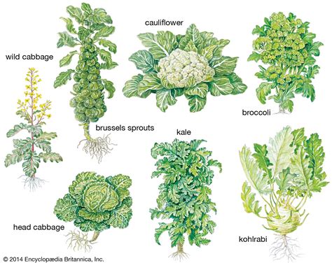 Head cabbage | plant and vegetable, Brassica oleracea capitata | Britannica