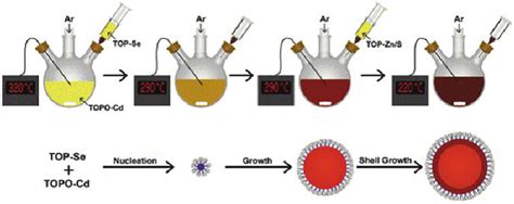 Colloidal synthesis of CdSe quantum dots. TOP trioctylphosphine, TOPO... | Download Scientific ...