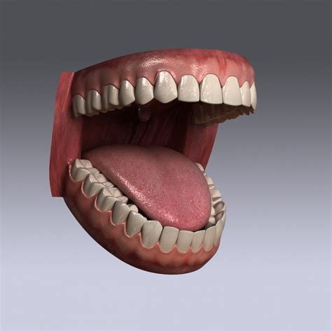 Human Teeth 3D Model Free Download - blocksgo